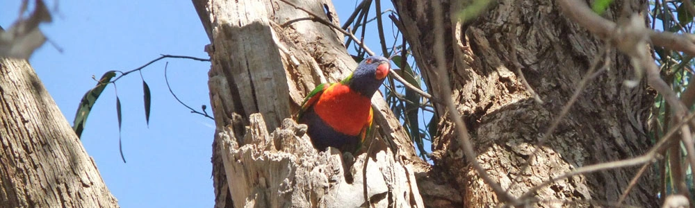 Cheeky Lorikeet at nesting hollow